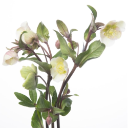 Helleborus Magnificent Bells valge