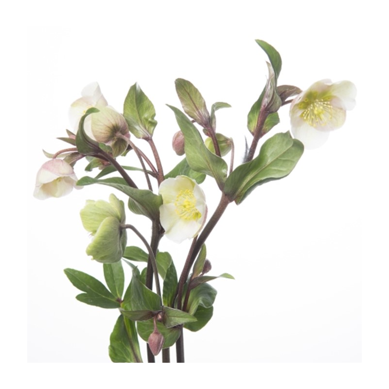 Helleborus Magnificent Bells valge