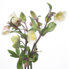 Helleborus Magnificent Bells valge