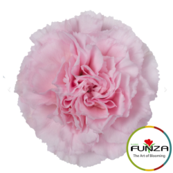 Kobarnelk Hot Pink roosa