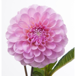 Dahlia Wizard of Oz 40+cm roosa