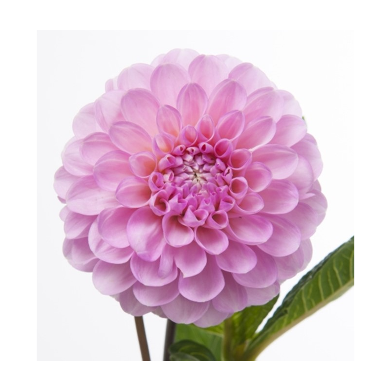 Dahlia Wizard of Oz 40+cm roosa