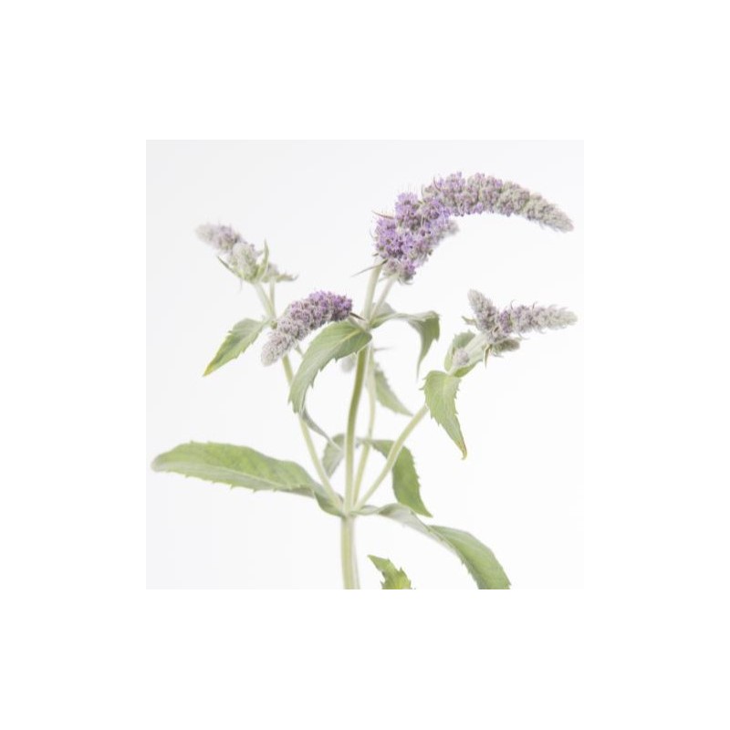 Mentha Silver Queen 60cm