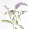 Mentha Silver Queen 60cm