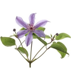 Clematis Amazing Rome lilla