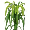 Setaria Volle Melk 70cm roheline