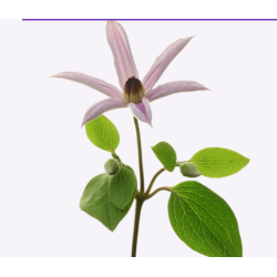 Clematis Kiev roosa