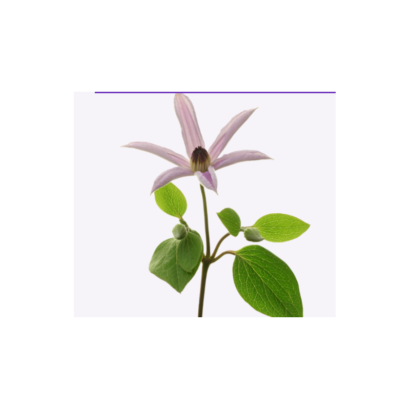 Clematis Kiev roosa