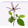 Clematis Kiev roosa