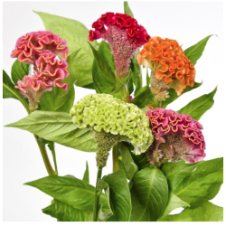 Celosia Cristata Act Inca kollane