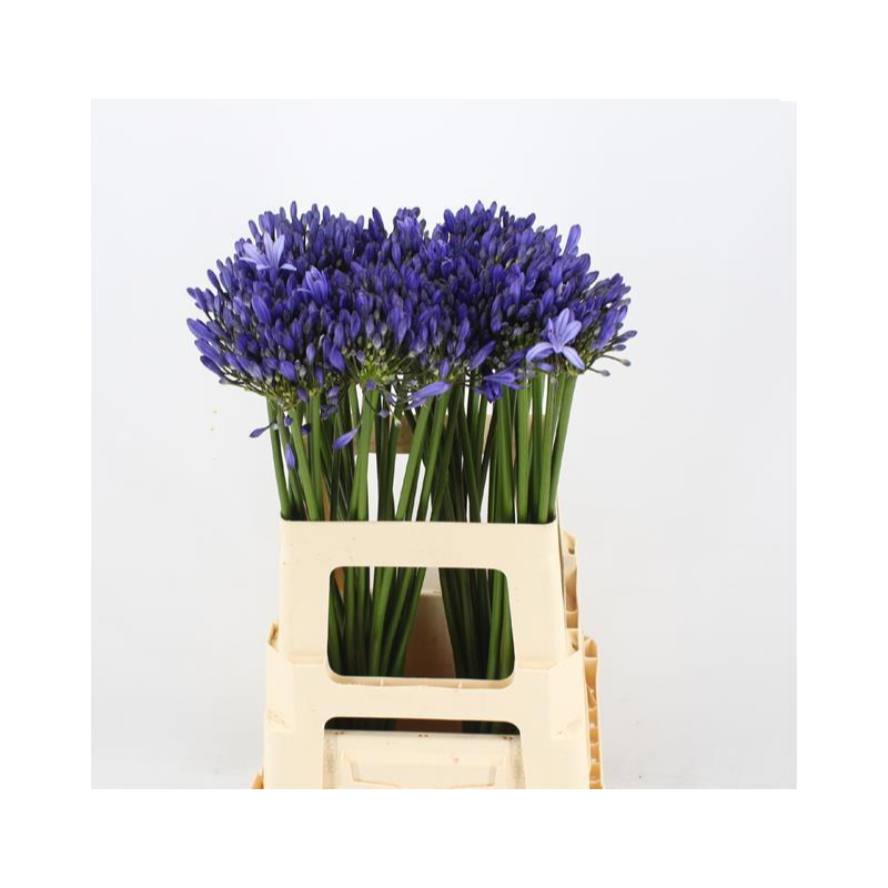 Agapanthus Atlantic Ocean 70cm sinine