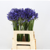 Agapanthus Atlantic Ocean 70cm sinine