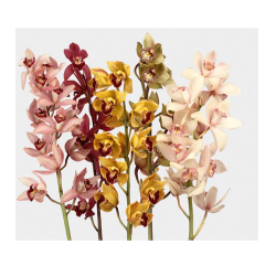 Cymbidium mix 60cm