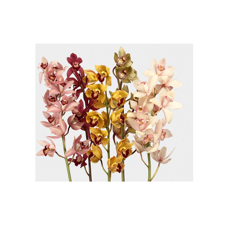 Cymbidium large mix 60cm