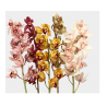 Cymbidium large mix 60cm