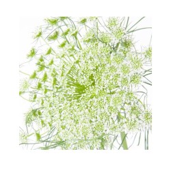 Dill Visnaga 50cm roheline/valge