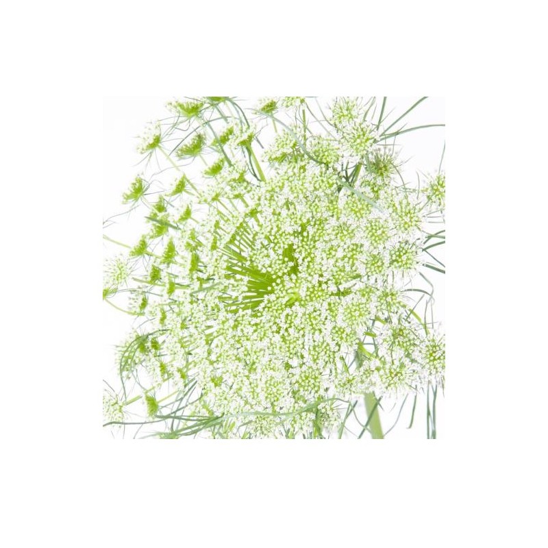 Dill Visnaga 50cm roheline/valge