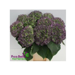 Hortensia Verena Blue Classic 60+cm sinine/roheline