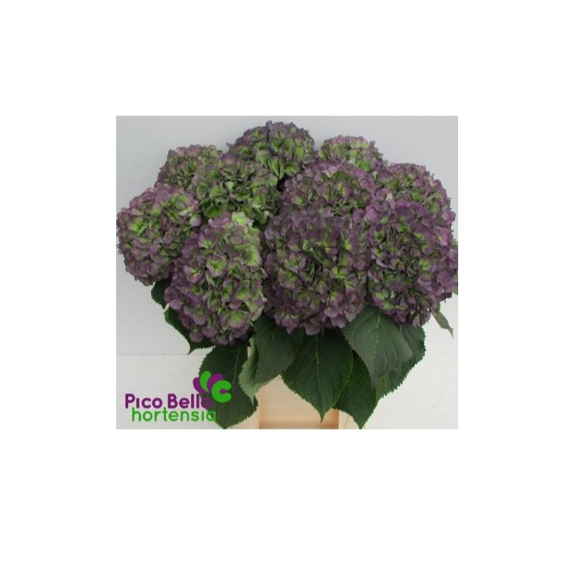 Hortensia Verena Blue Classic 60+cm sinine/roheline