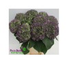 Hortensia Verena Blue Classic 60+cm sinine/roheline