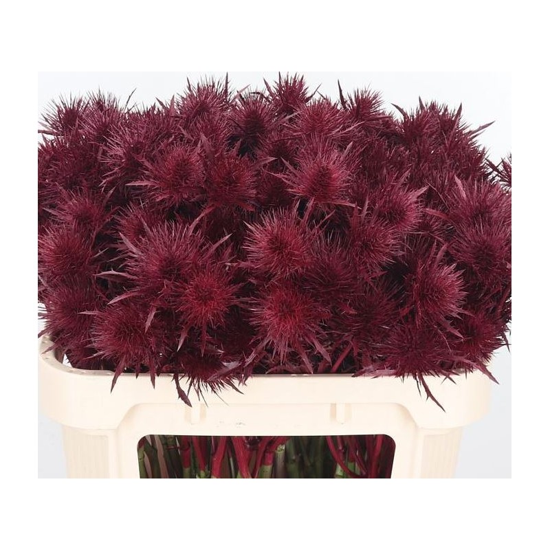 Eryngium Supernova dyed Bordeaux bordoo