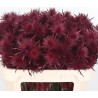 Eryngium Supernova dyed Bordeaux bordoo