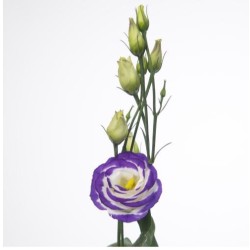 Eustoma Rosita Blue Picotee valge/sinine 70-75cm