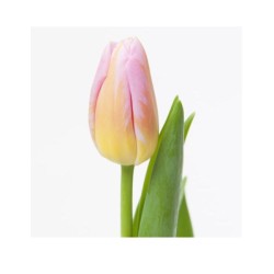 Tulp Tom Pouce roosa/kollane