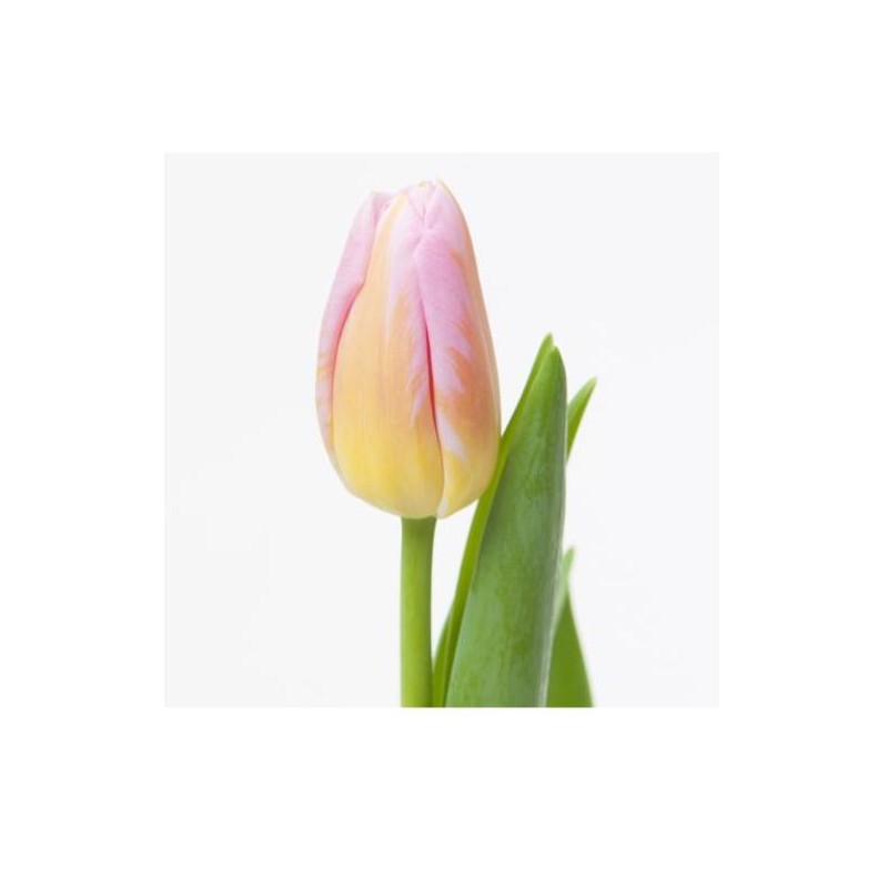 Tulp Tom Pouce roosa/kollane