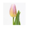 Tulp Tom Pouce roosa/kollane