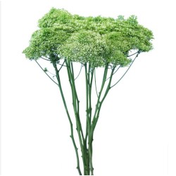 Trachelium Jade roheline