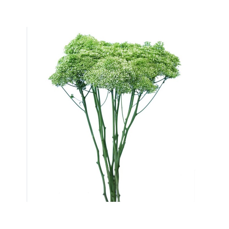 Trachelium Jade roheline