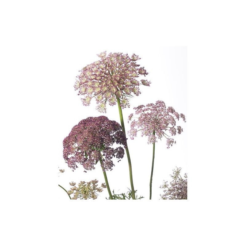 Daucus Dara lilla