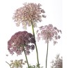 Daucus Dara lilla