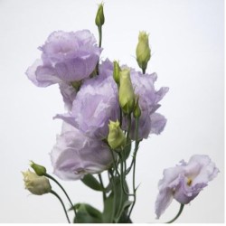 Eustoma Stracciatella Lavander 70-75cm helelilla