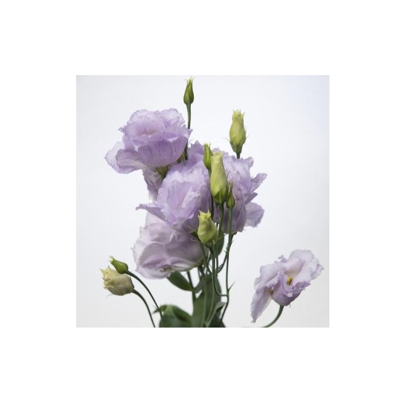 Eustoma Stracciatella Lavander 70-75cm helelilla