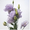 Eustoma Stracciatella Lavander 70-75cm helelilla