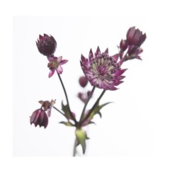 Astrantia Star of Love punane