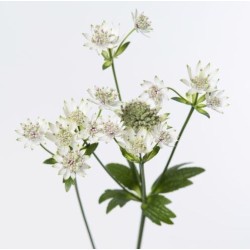 Astrantia Billion Stars valge/roosa