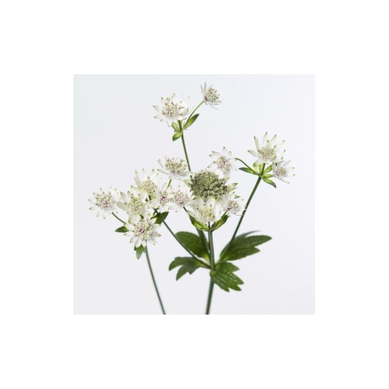 Astrantia Billion Stars valge/roosa