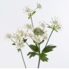 Astrantia Billion Stars valge/roosa