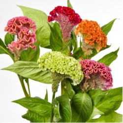 Celosia Cristata Act(aju) mix