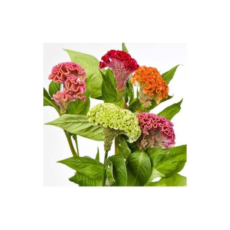 Celosia Cristata Act(aju) mix