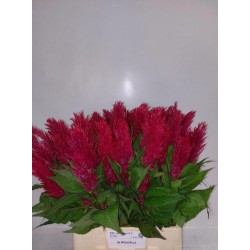 Celosia Plumosa Century Red punane