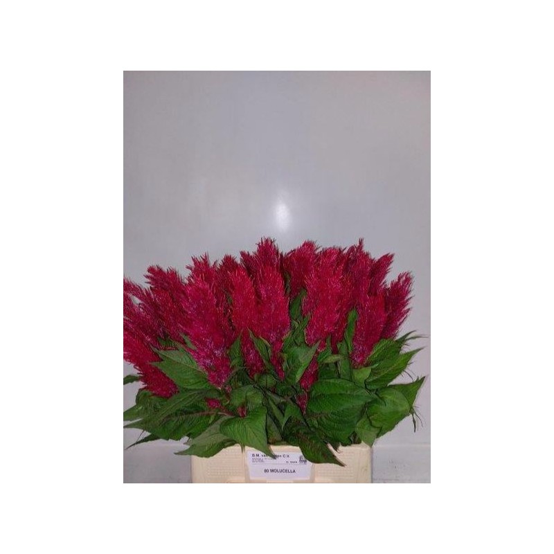 Celosia Plumosa Century Red punane