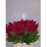 Celosia Plumosa Century Red punane