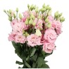 Eustoma Celeb Queen 70-75cm heleroosa