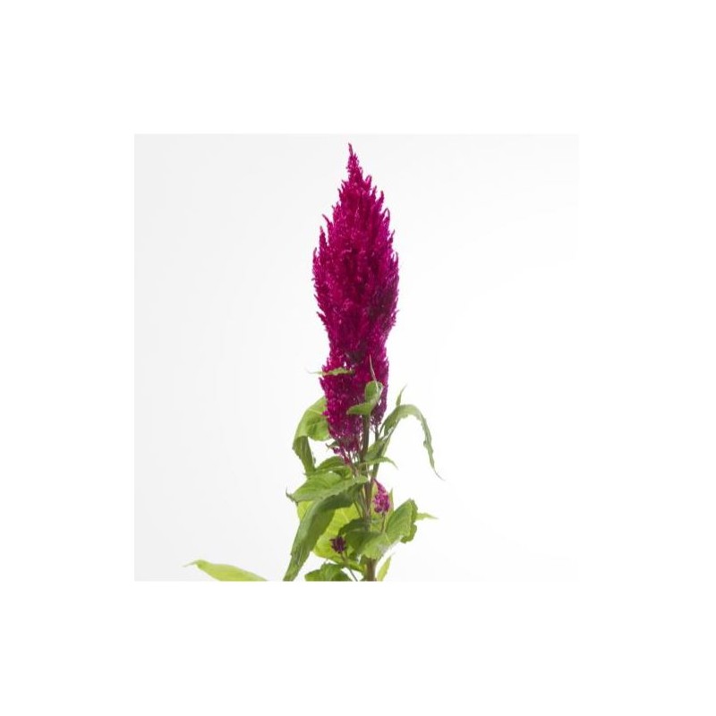 Celosia Plumosa Century Purple Rose roosa