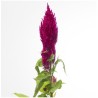 Celosia Plumosa Century Purple Rose roosa