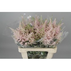 Astilbe Europa 60cm heleroosa